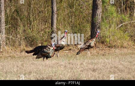 Eastern wild turkeys gobbling Stock Photo - Alamy