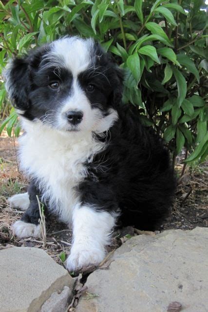 A bordoodle. Extremely intelligent cross between Border Collie ( English Sheepdog) and a Poodle ...