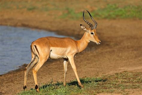 Impala Antelope in Natural Habitat Stock Photo - Image of ecology, conservation: 219328458