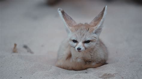 Fennec Fox Fact Sheet | Blog | Nature | PBS