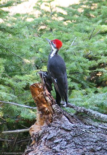 Wildlife at Isle Royale National Park - Midwest Guest