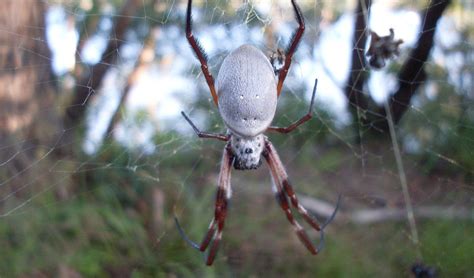 The golden orb-weavers web could be used to make bulletproof clothing ...