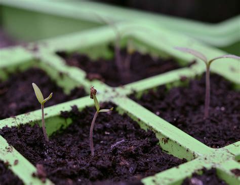 Tomato Seedlings