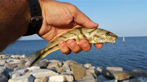 Maryland Biodiversity Project - Northern Kingfish (Menticirrhus saxatilis)