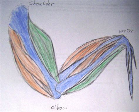 38 Chicken Wing Muscles Diagram - Diagram Resource