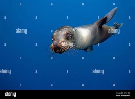 Galapagos sea lion, Galapagos islands, Ecuador, Pacific Ocean Stock ...