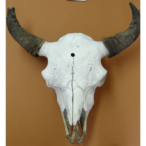 Bull buffalo skull