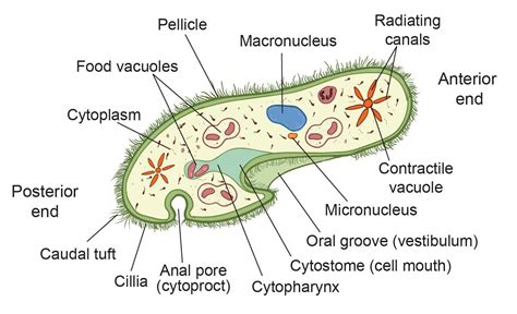 Paramecium | Biology lessons, Study biology, Biology units