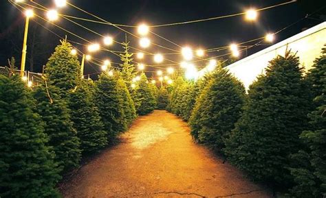 Christmas Trees U.S.A.