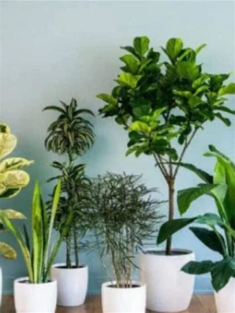 5 Indoor Plants For Your Study Room