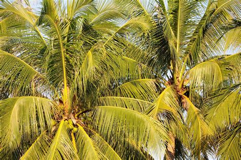 Coconut Tree Photo Pose - Why The Coconut Palm Points to the Sea - The Natural Navigator ...