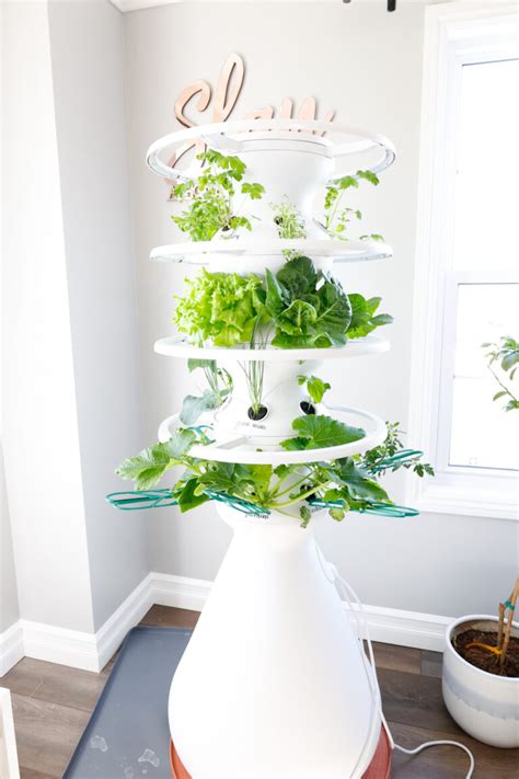 Indoor Vertical Garden 2 Week Check In - Lettuce Grow Farmstand