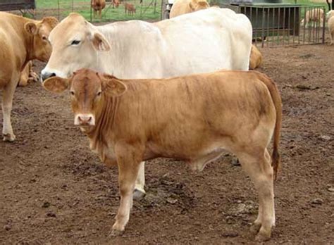 South Devon Cattle Breeders' Society of South Africa