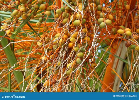 Palm tree with fruits stock image. Image of tall, botany - 26301859