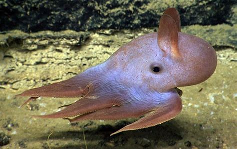 Dumbo Octopus : Hidup didasar laut paling dalam - motivasinformasi.com