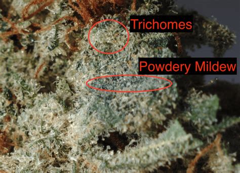 Powdery Mildew Vs Trichomes | Moldy Weed | Everything You Need To Know