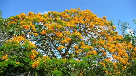 Delonix regia - Delonix Regia, Ornamental Trees, Flowering Trees, Tropical Tree, Tropical Plants ...