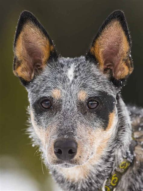 Are Blue Heelers Cuddly