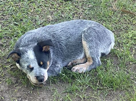 Australian Smithfield Stumpy Tail Cattle Dogs - PetsForHomes