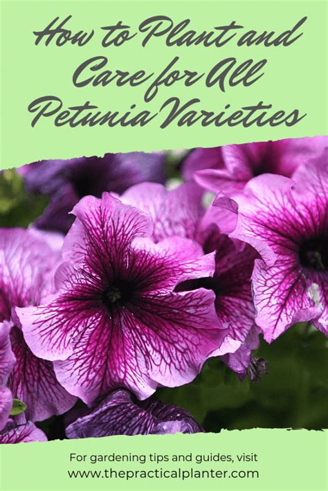 Petunia Care: How to Plant and Care for All Petunia Varieties - The ...