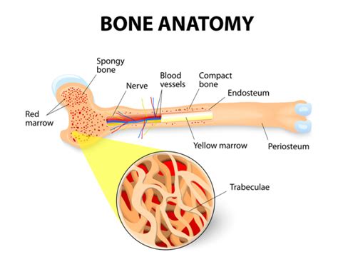 Bone Marrow- Types, Structure and Functions