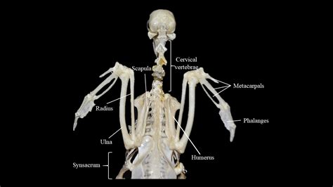 Pigeon skeleton | Atlas of Comparative Vertebrate Anatomy