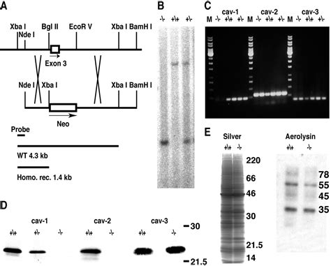 Loss of Caveolae, Vascular Dysfunction, and Pulmonary Defects in Caveolin-1 Gene-Disrupted Mice ...