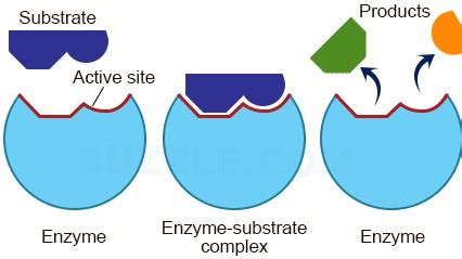 Substrate | Definition , Biochemsitry & Examples