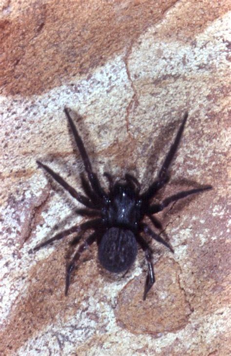 Black House Spider - Green Pest Control