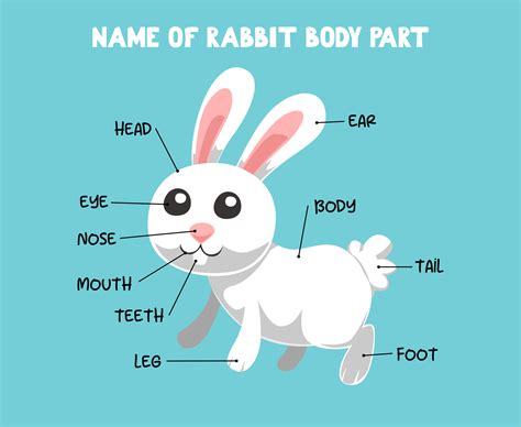 Name of cute cartoon rabbit body part for kids in english 9954721 ...