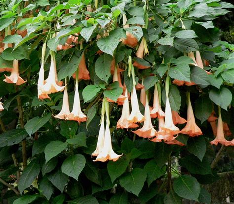 Solanaceae: Datura