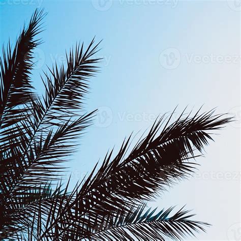 palm tree leaves background 2542477 Stock Photo at Vecteezy