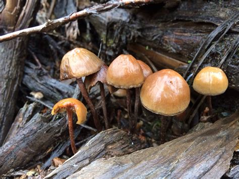 Psilocybe Pelliculosa? - Mushroom Hunting and Identification ...