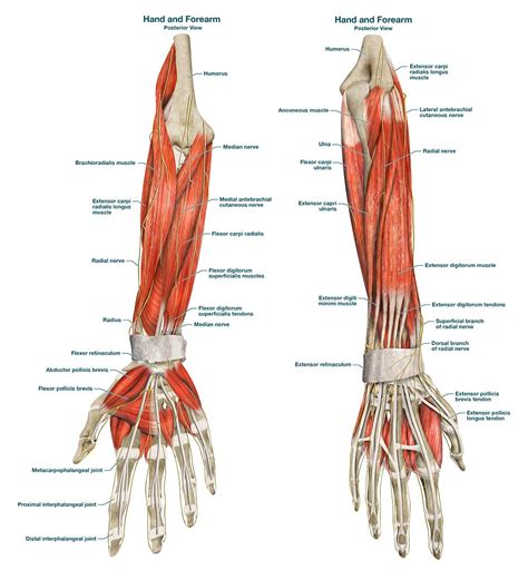 Forearm muscle anatomy, Forearm muscles, Muscle anatomy