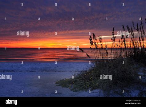Sunset on the beach with sea oats, Tampa, Florida Stock Photo - Alamy