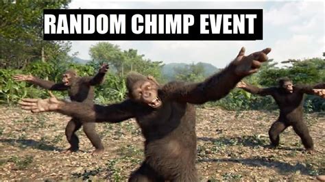 Random Chimp Event! - YouTube