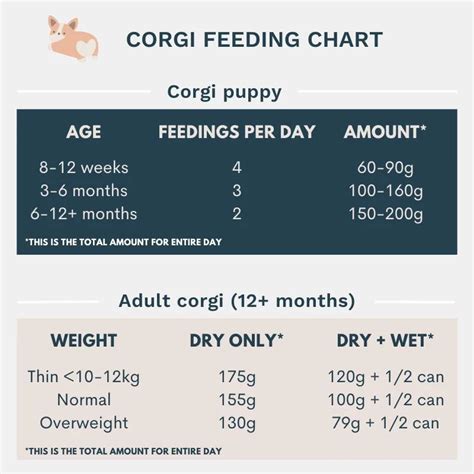 The Ultimate Corgi Feeding Chart (& Tips On What To Feed Them)