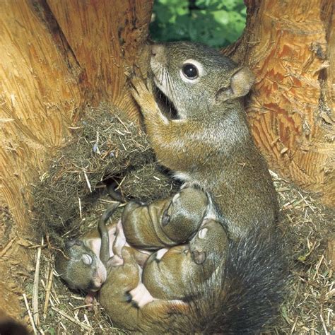 Adventures in Nature - Tiny baby squirrels in their nest with Mom in ...