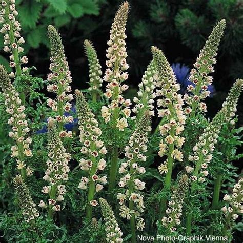 Mignonette (Reseda odorata Ameliorata); Small, fringed creamy white flowers deliver a wonderful ...