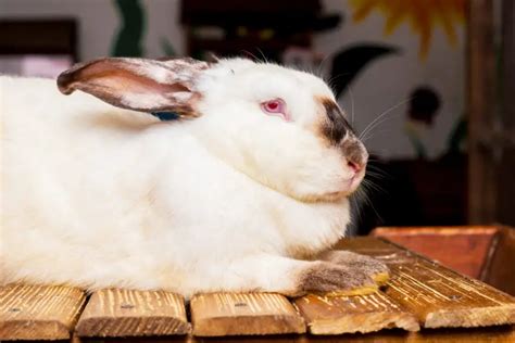 How to Care for Californian Rabbits - SimplyRabbits - Rabbit care