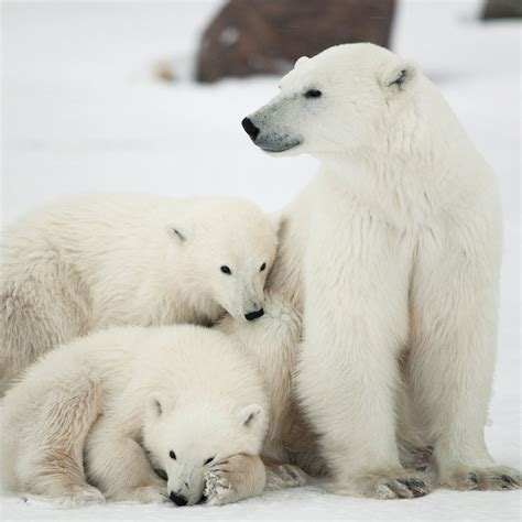 Adopt a Polar Bear Family | Plush & Certificate Gift Kits