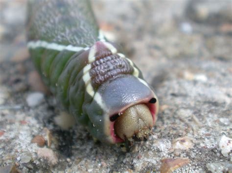 Image*After : photos : caterpillar green insect slimy crawling