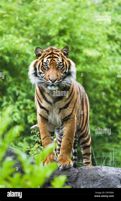 Tiger bamboo hi-res stock photography and images - Alamy