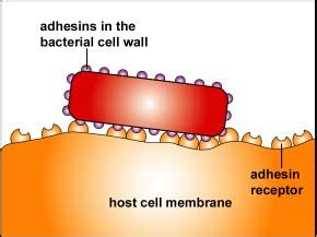 BIOL 230 Lecture Guide: Bacterial Adhesins