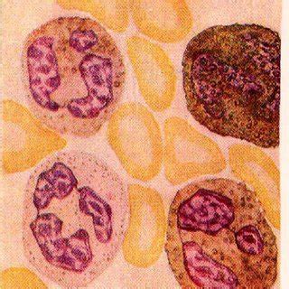 (PDF) Alkaline Phosphatase Isoenzymes and Leukocyte Alkaline ...