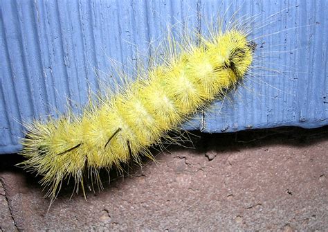 Caterpillar Identification Guide: 40 Species With Photos and Descriptions - Owlcation - Education