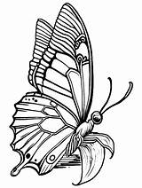 Butterfly Black And White Coloring Page · Creative Fabrica sketch template