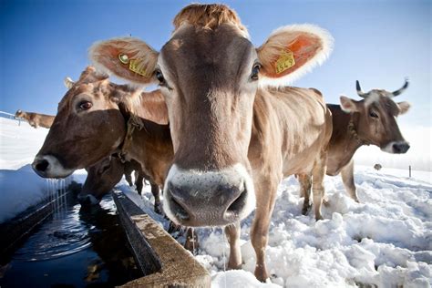 Swiss vote on whether to help protect cow, goat horns