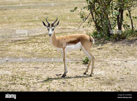 Female springbok antelope in the african savannah, Namibia Stock Photo - Alamy