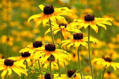 See 25 native Ohio perennials for your garden: vibrant color and deer-resistant! - cleveland.com